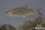 Orfe (Leuciscus idus)