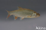 Orfe (Leuciscus idus)