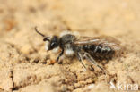 Andrena barbilabris