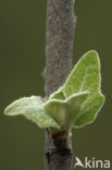 White Poplar (Populus alba)