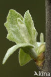Witte abeel (Populus alba)