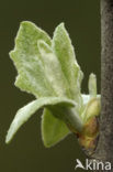 White Poplar (Populus alba)