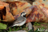 Witte Kwikstaart (Motacilla alba)