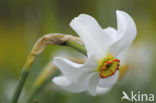 Pheasant’s-eye Daffodil (Narcissus poeticus)