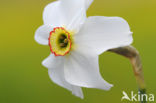 Pheasant’s-eye Daffodil (Narcissus poeticus)