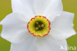 Pheasant’s-eye Daffodil (Narcissus poeticus)