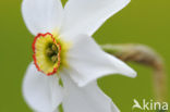 Pheasant’s-eye Daffodil (Narcissus poeticus)