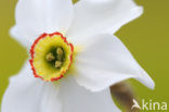 Pheasant’s-eye Daffodil (Narcissus poeticus)