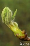 Witte paardenkastanje (Aesculus hippocastanum)