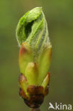 Witte paardenkastanje (Aesculus hippocastanum)