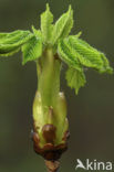 Witte paardenkastanje (Aesculus hippocastanum)