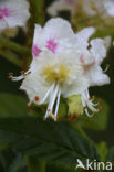 Witte paardenkastanje (Aesculus hippocastanum)