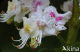 Horse-chestnut (Aesculus hippocastanum)