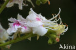 Witte paardenkastanje (Aesculus hippocastanum)