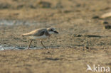 Woestijnplevier (Charadrius leschenaultii)