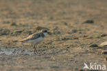 Woestijnplevier (Charadrius leschenaultii)