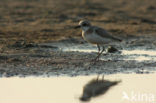 Woestijnplevier (Charadrius leschenaultii)