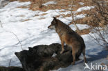 Grey Wolf (Canis lupus)