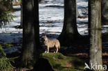 Grey Wolf (Canis lupus)