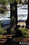 Grey Wolf (Canis lupus)