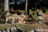 Grey Wolf (Canis lupus)