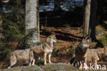 Grey Wolf (Canis lupus)