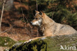 Grey Wolf (Canis lupus)