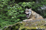 Grey Wolf (Canis lupus)