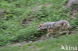 Grey Wolf (Canis lupus)