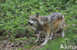 Wolf (Canis lupus)