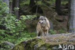 Wolf (Canis lupus)