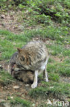 Grey Wolf (Canis lupus)