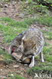 Grey Wolf (Canis lupus)