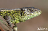 Sand Lizard (Lacerta agilis)