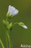 Zeegroene muur (Stellaria palustris)