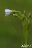 Zeegroene muur (Stellaria palustris)