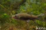 Tench (Tinca tinca)