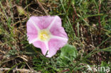 Sea Bindweed (Convolvulus soldanella)