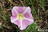 Sea Bindweed (Convolvulus soldanella)