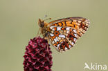 Zilveren maan (Boloria selene) 