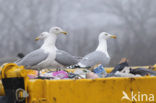 Zilvermeeuw (Larus argentatus)