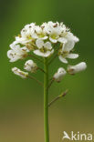 Zinkboerenkers (Thlaspi caerulescens) 