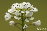 Alpine Pennycress (Thlaspi caerulescens)