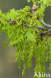 Common Oak