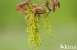 Zomereik (Quercus robur)