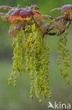 Zomereik (Quercus robur)