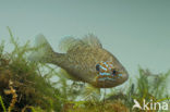 Zonnebaars (Lepomis gibbosus)