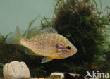 Zonnebaars (Lepomis gibbosus)