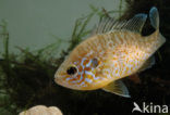 Zonnebaars (Lepomis gibbosus)