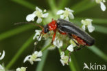 soldier beetle (Cantharis pellucida)